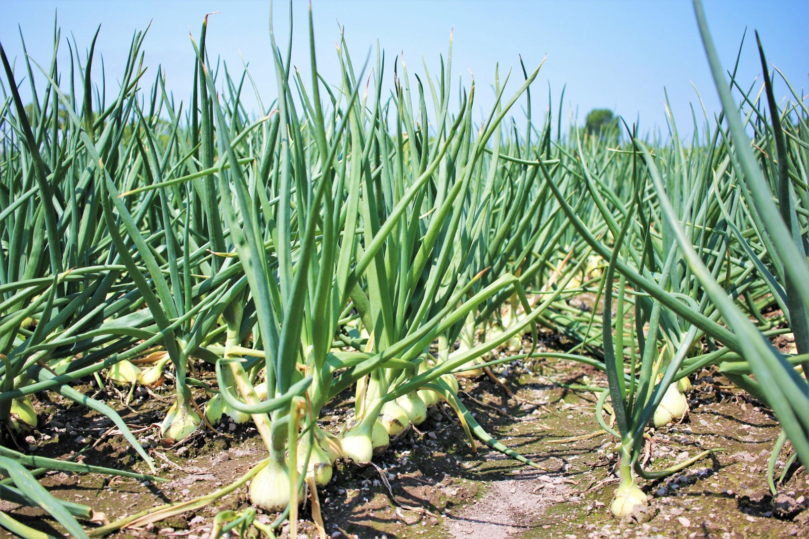 100 Texas Early Grano Onion Seeds! Gardeners Favorite! Short Day