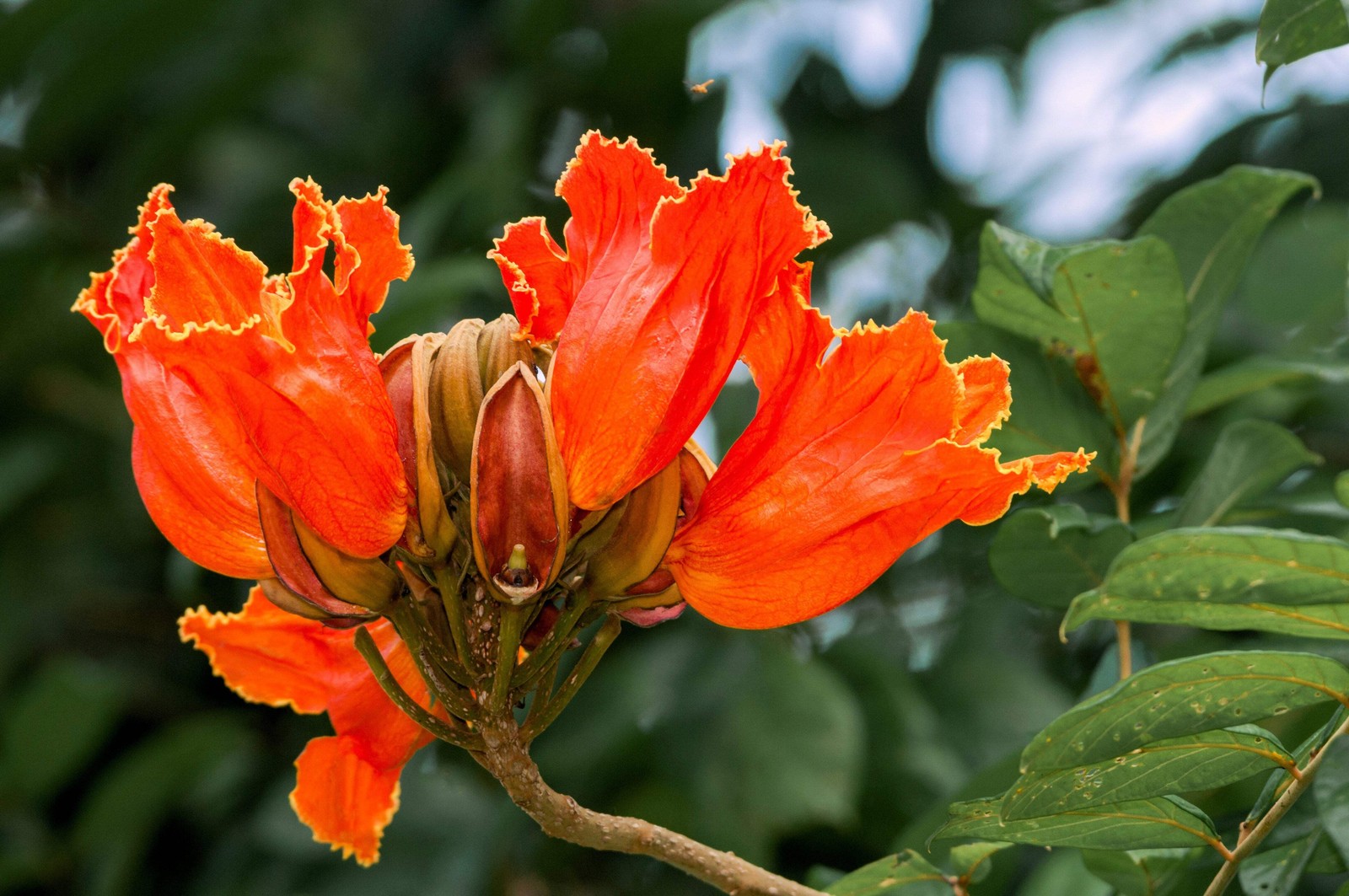 15 Red AFRICAN TULIP TREE Fire Tree Flame of Forest Spathodea Campanulata Seeds