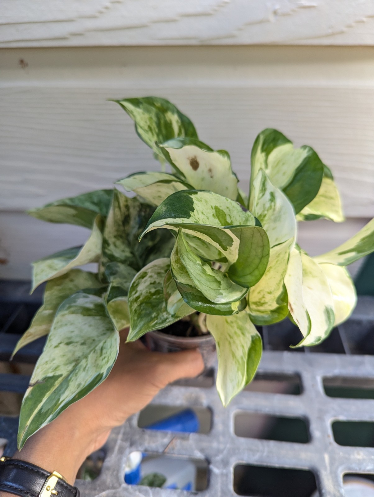 Manjula Pothos Plant