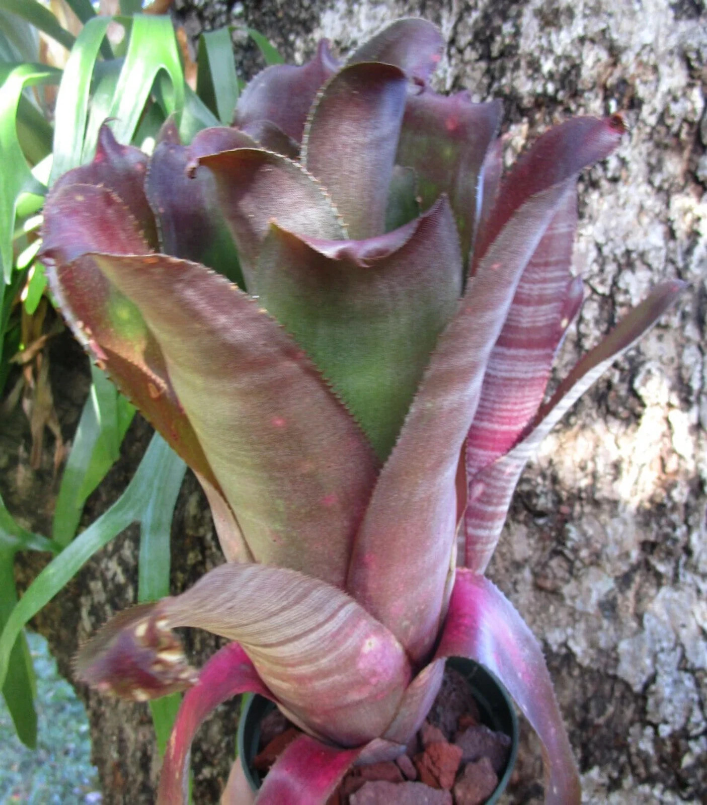 BUY 4 SAVE 15% BROMELIAD Billbergia ‘LOL’ (Laugh Out Loud) Offset – Rare Find