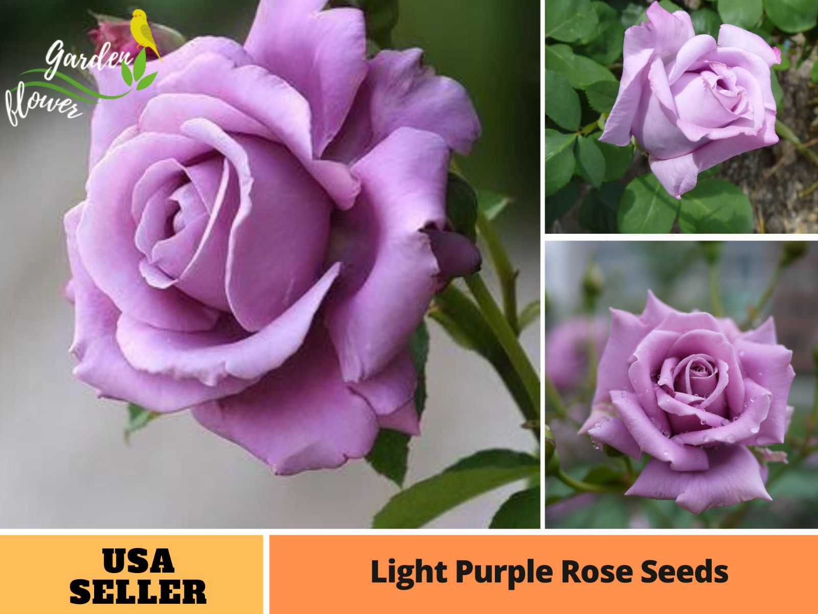 30+ Seeds| Light Purple Perennial Flower Rose Seeds #1084