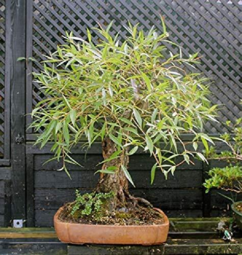 Bonsai Globe Willow Tree – Large Thick Trunk Cutting – Naturally Round