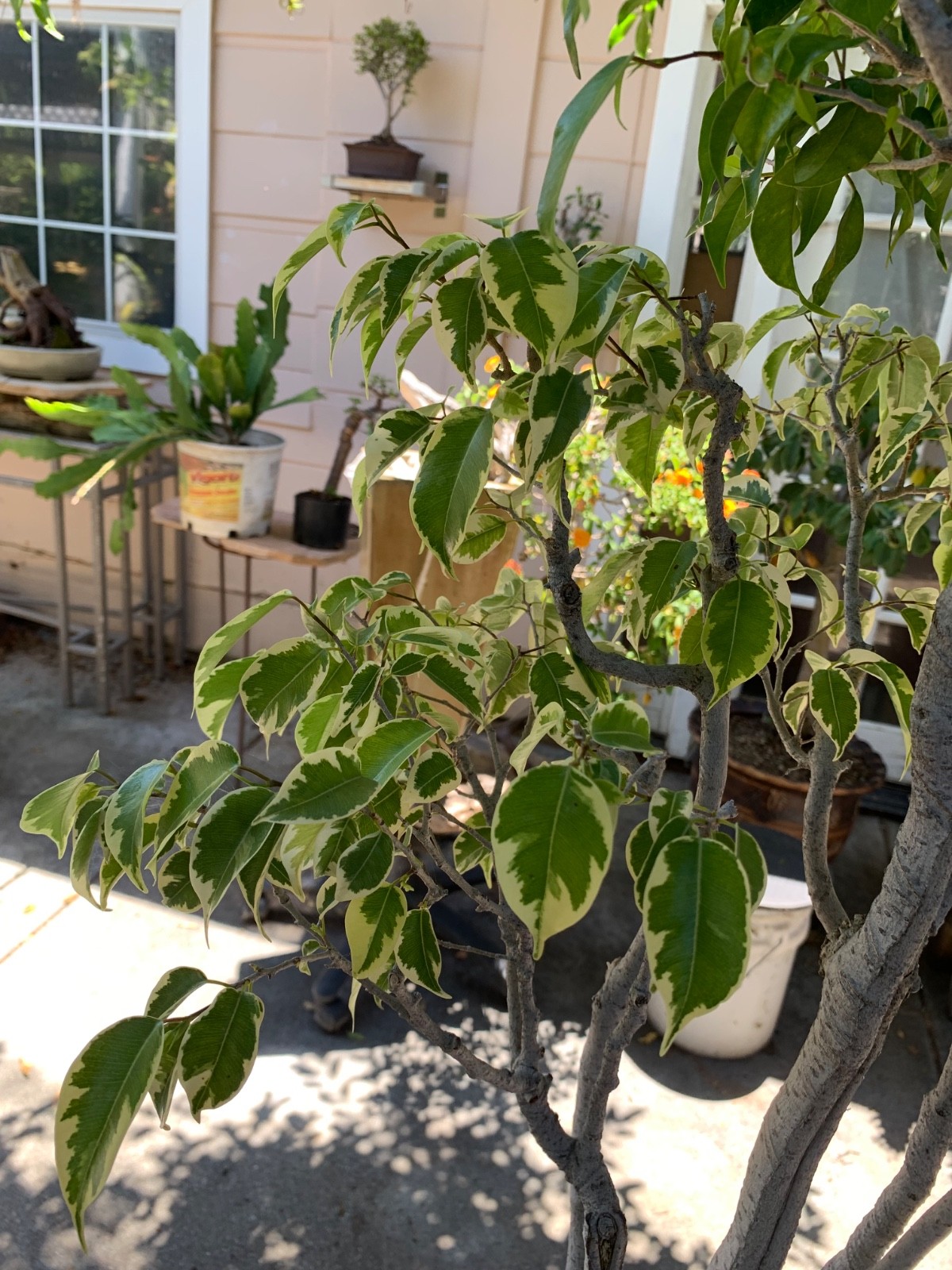 Ficus benjamina and variegated in grouping for about 20 years