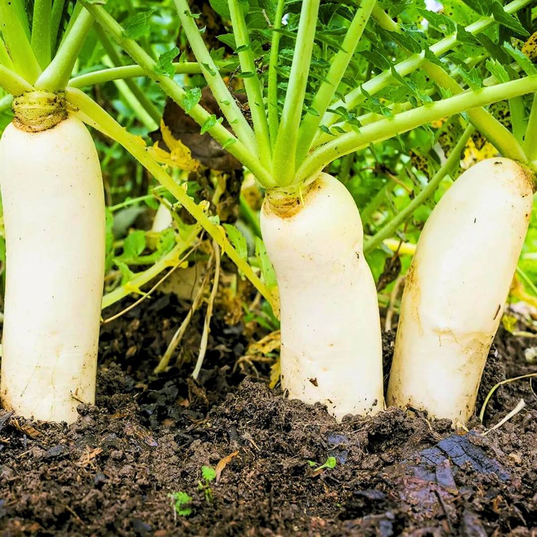 Fresh Daikon Radish Japanese Minowase Seeds | Heirloom Non-GMO | Vegetable Seeds