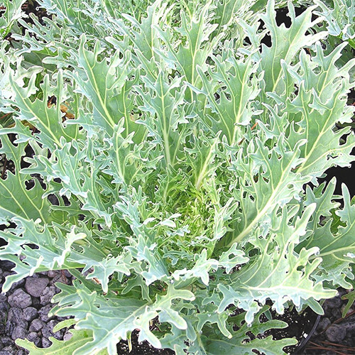 White Russian Kale Seeds | Heirloom / Non-GMO | Free Shipping | Seed Store 1100