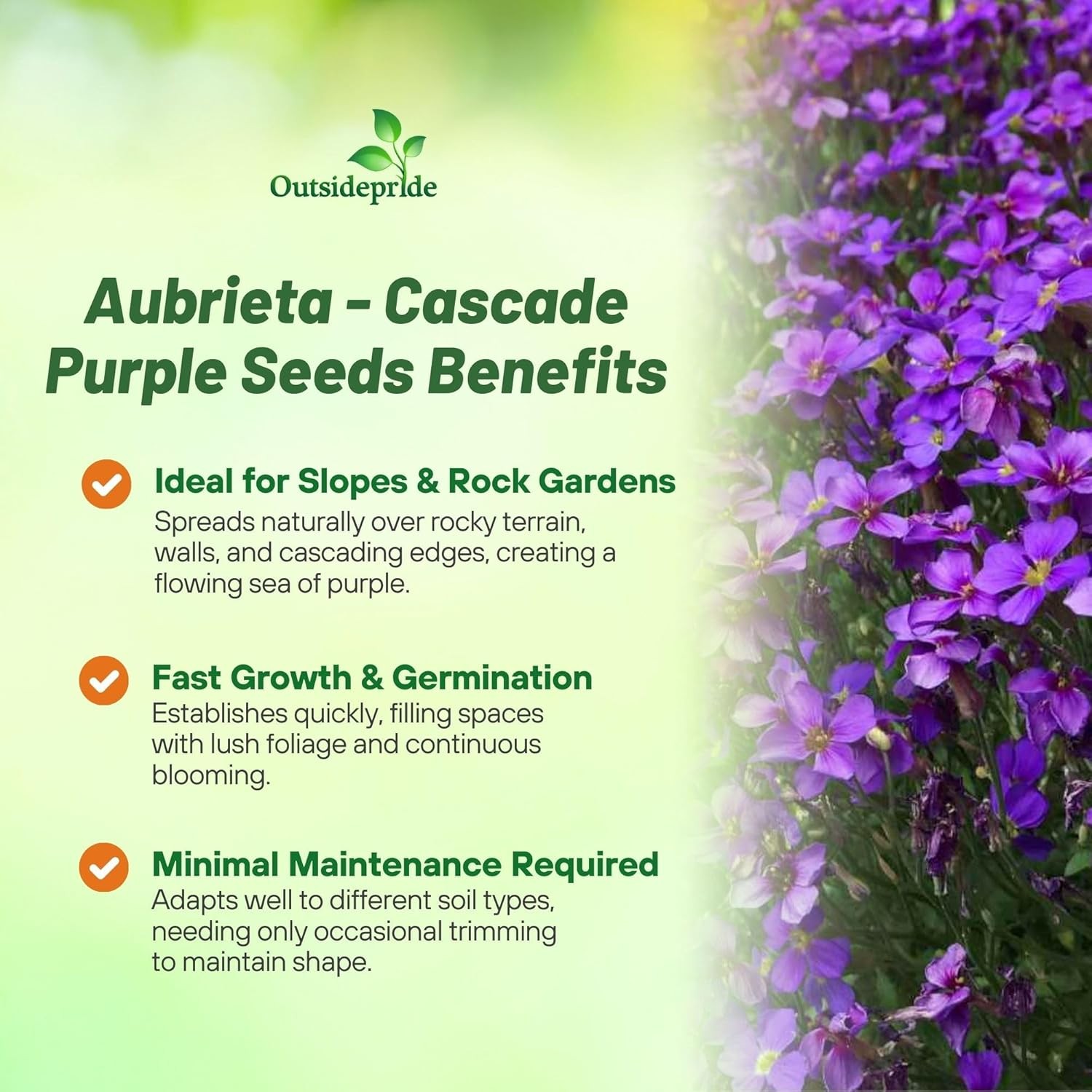 2000 Seeds Purple Cascading Aubrieta Ground Cover Plant Seeds – Rock Cress