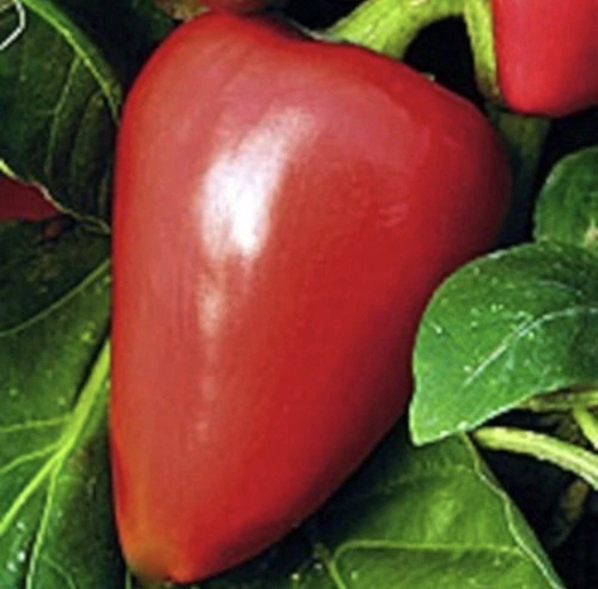 50 Pimento 🌶️ Pepper Seeds Capsicum Annuum NON-GMO Heirloom Cheese Organic Mild