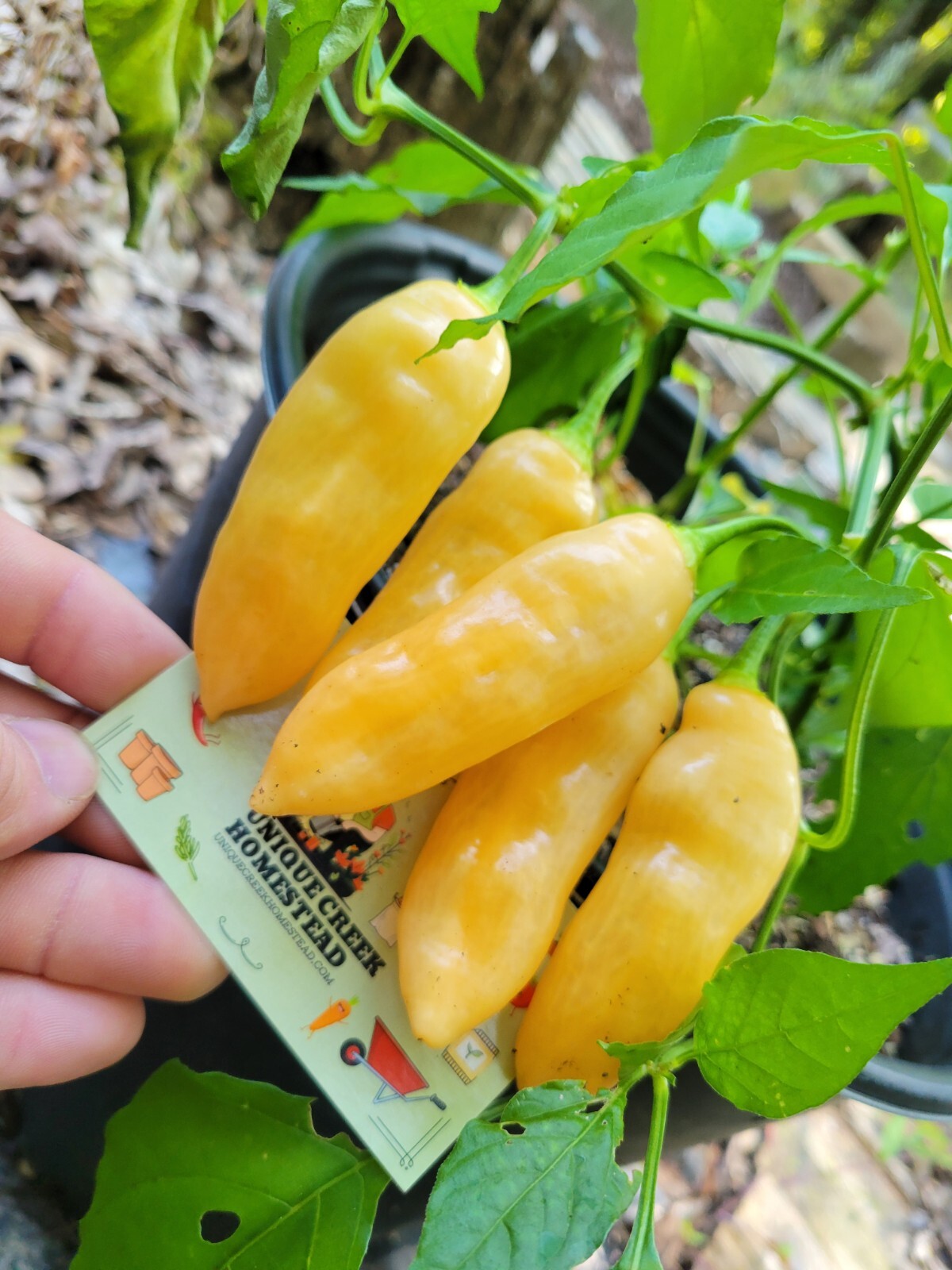 Sugar Rush Pepper Seeds 50,000-100,000 Scoville SHU Unique Creek Homestead Chili