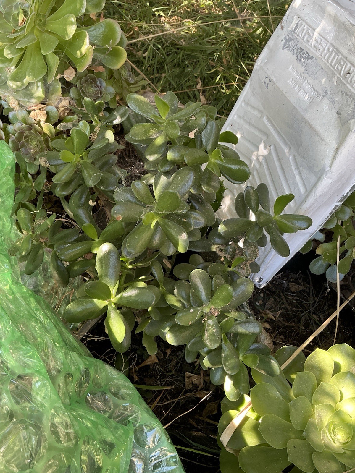 Healthy lush green Crassula Ovata Jade Plant cluster, Rooted 19” tall with roots