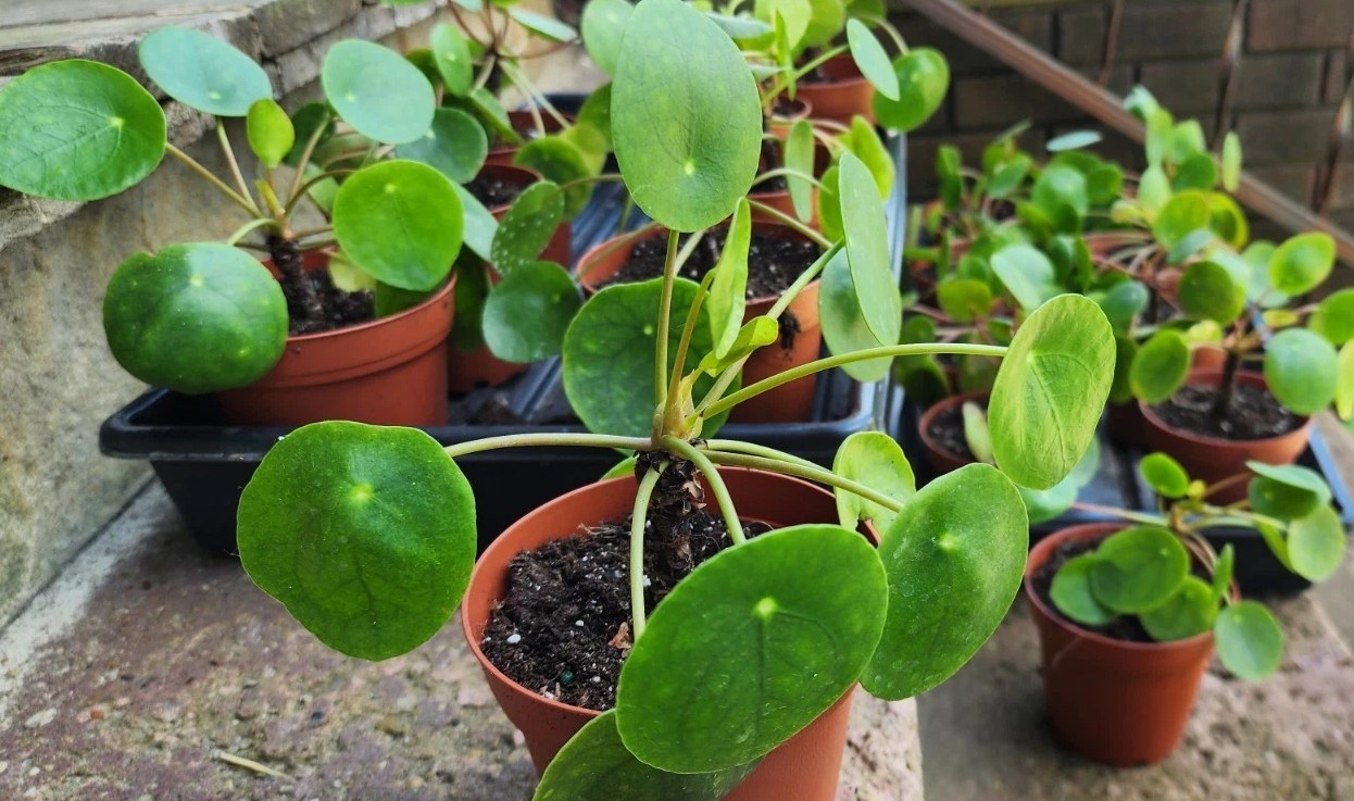 Pilea Peperomioides UFO Plant Chinese Money Houseplant Peperomia Pancake