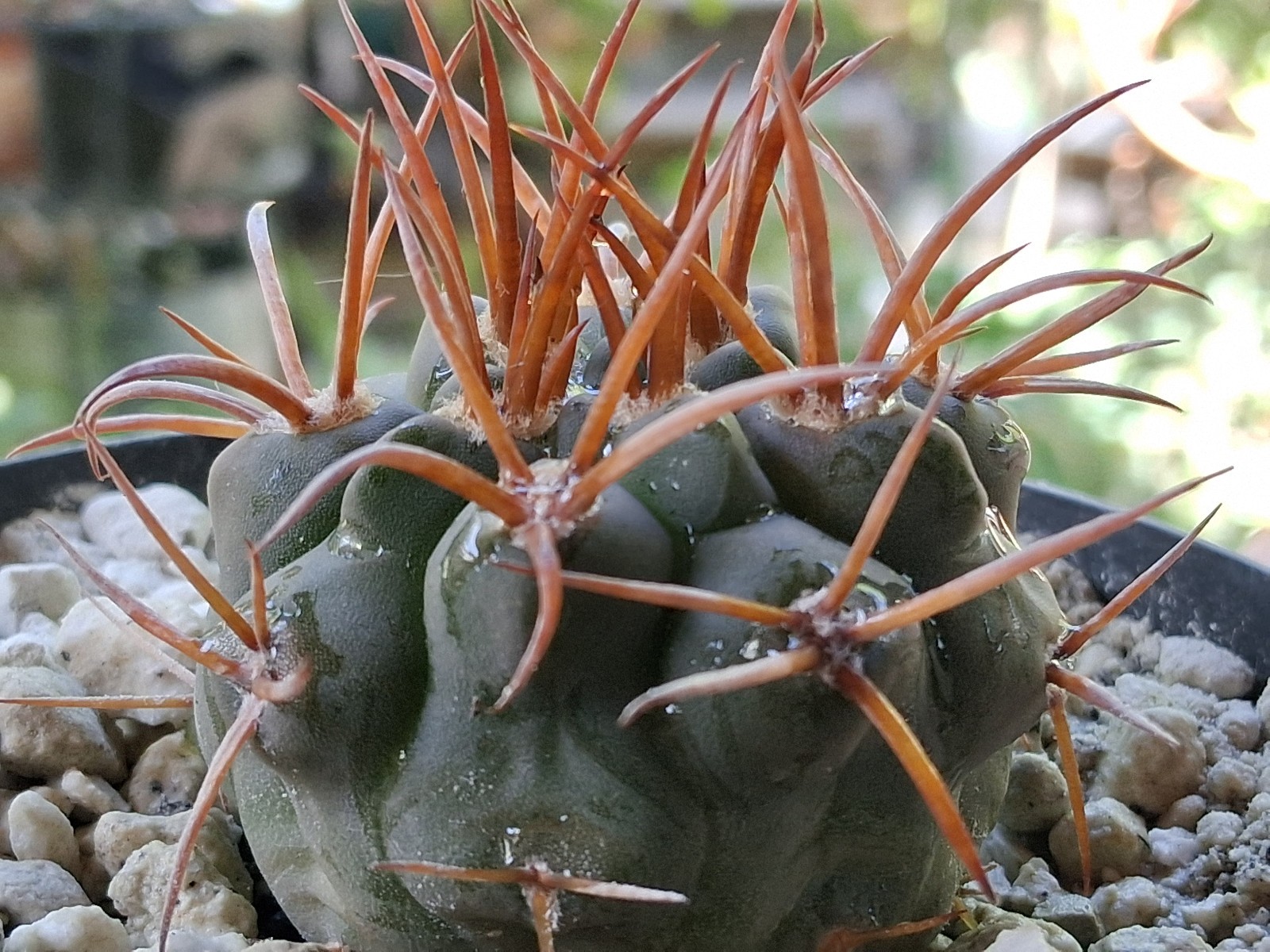 Rare Gymnocalycium mazanense Live Cactus Argentine Collector Succulent