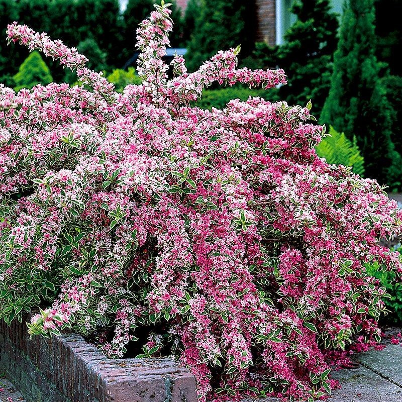 3 Variegated Weigela Shrub 12-24″ Weigela florida Bare Root