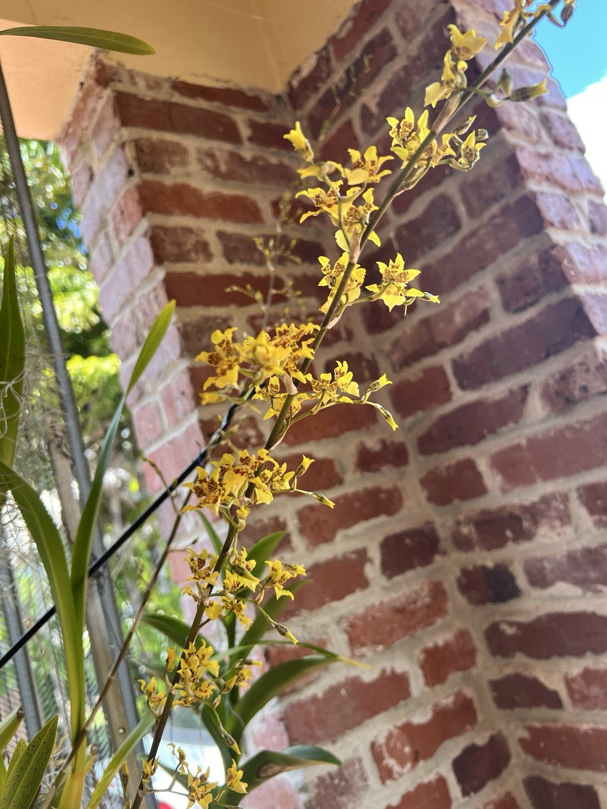 ONCIDIUM Orchids, Yellow, Dancing Lady , DIVISION, Large SPECIES