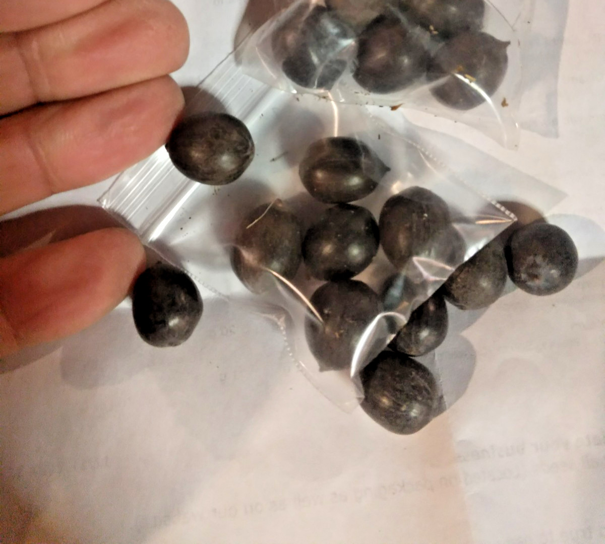 5 PURPLE LIP LOTUS SEEDS – Nelumbo Nucifera