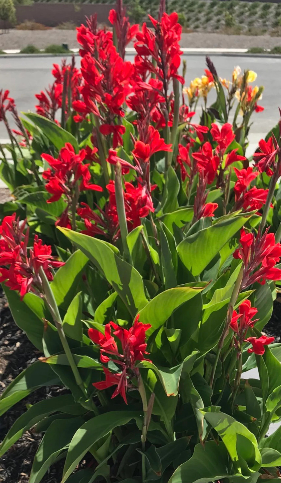 Canna Kreta Rhizome: Brilliant Red Blooms – 1-Rhizome