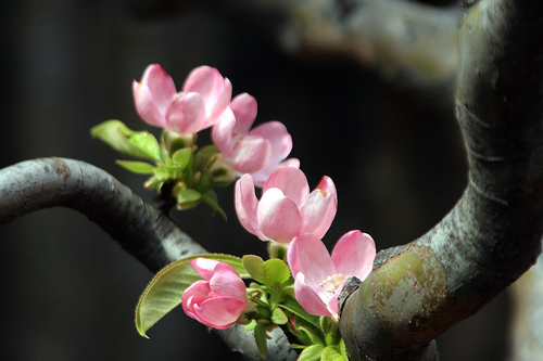 Chinese Quince, Chaenomeles sinensis, Tree Seeds (Edible, Fragrant, Fall Color)