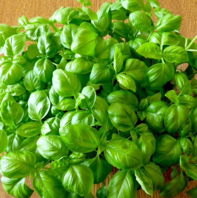 Basil GENOVESE Sweet The King of Herbs Pesto Large Leaves USA Non-GMO 500 Seeds
