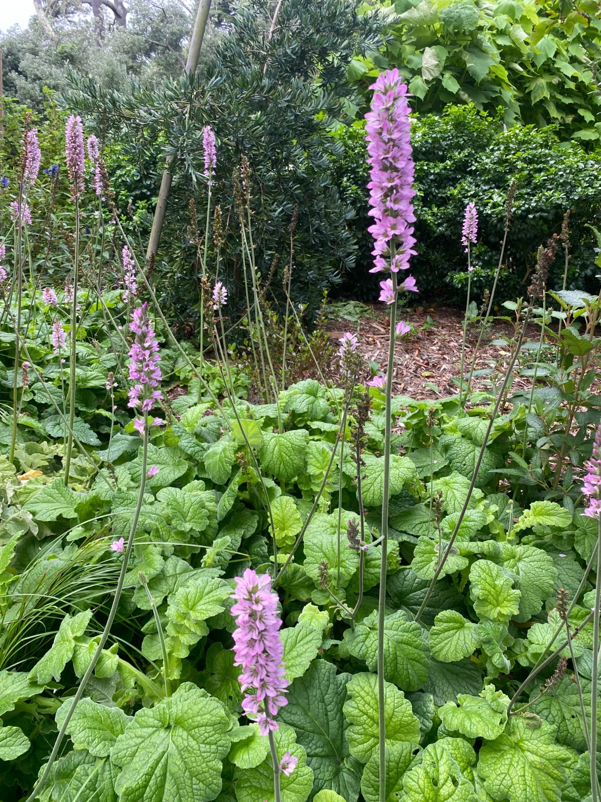 Francoa sonchifolia | Bridal Wreath | 50 Seeds