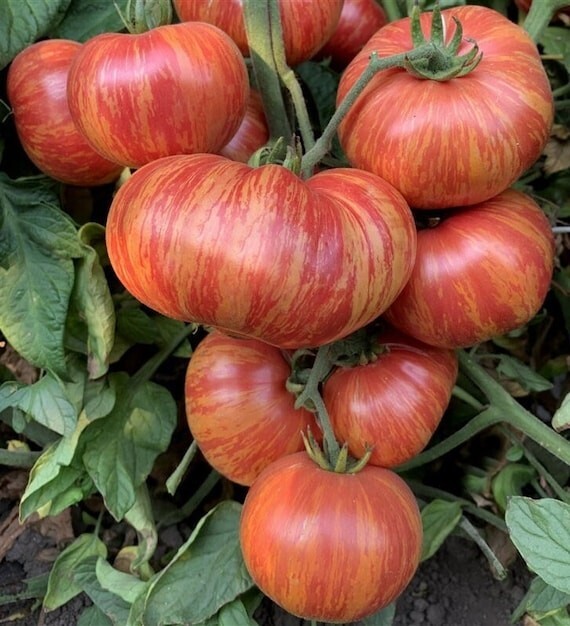 45 Organic Non-Gmo Red Zebra Tomato Seeds- Seeds Of Tomorrow