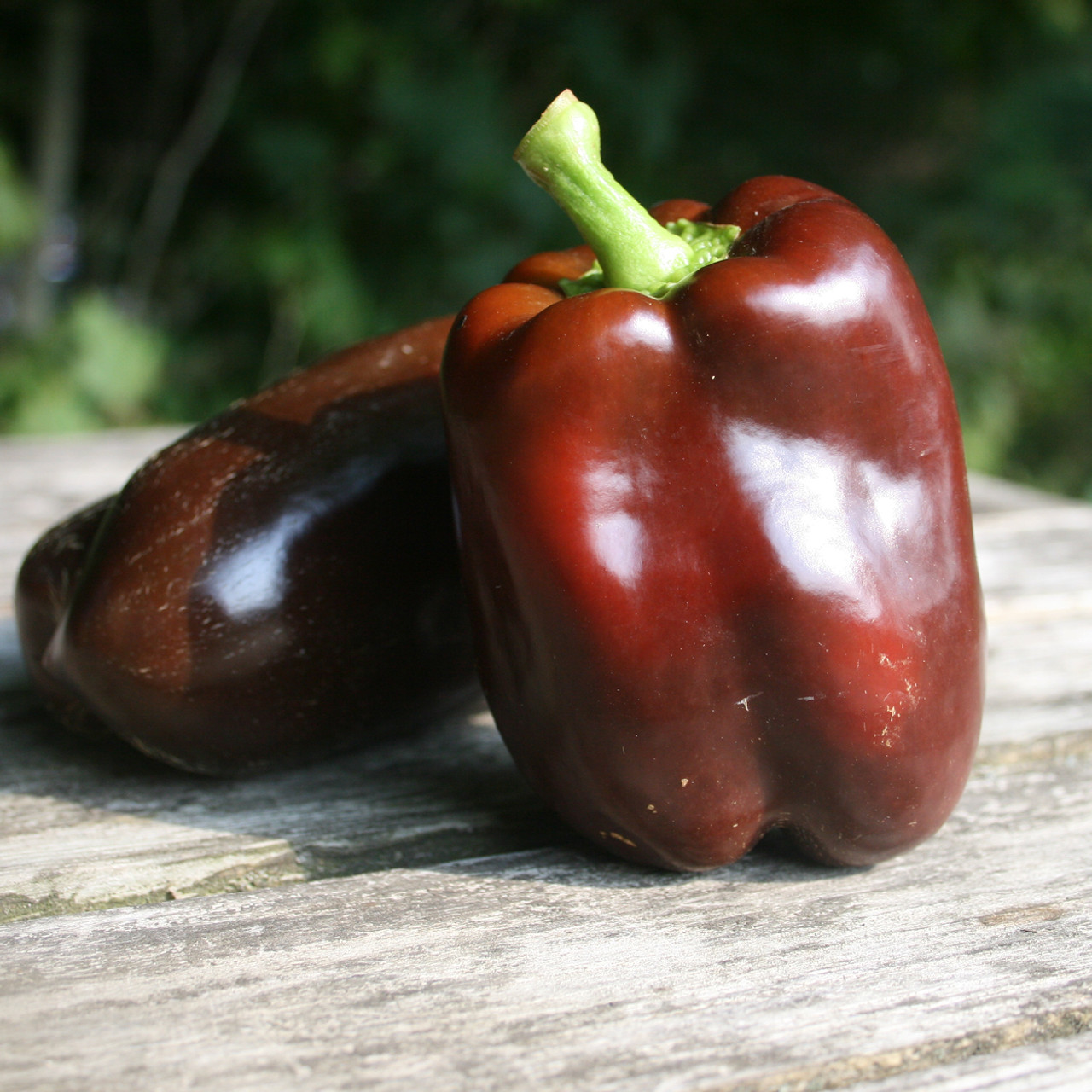 300 Seed Ultimate Heirloom Bell Pepper Combo Pack – NonGMO Super Sweet Peppers!!
