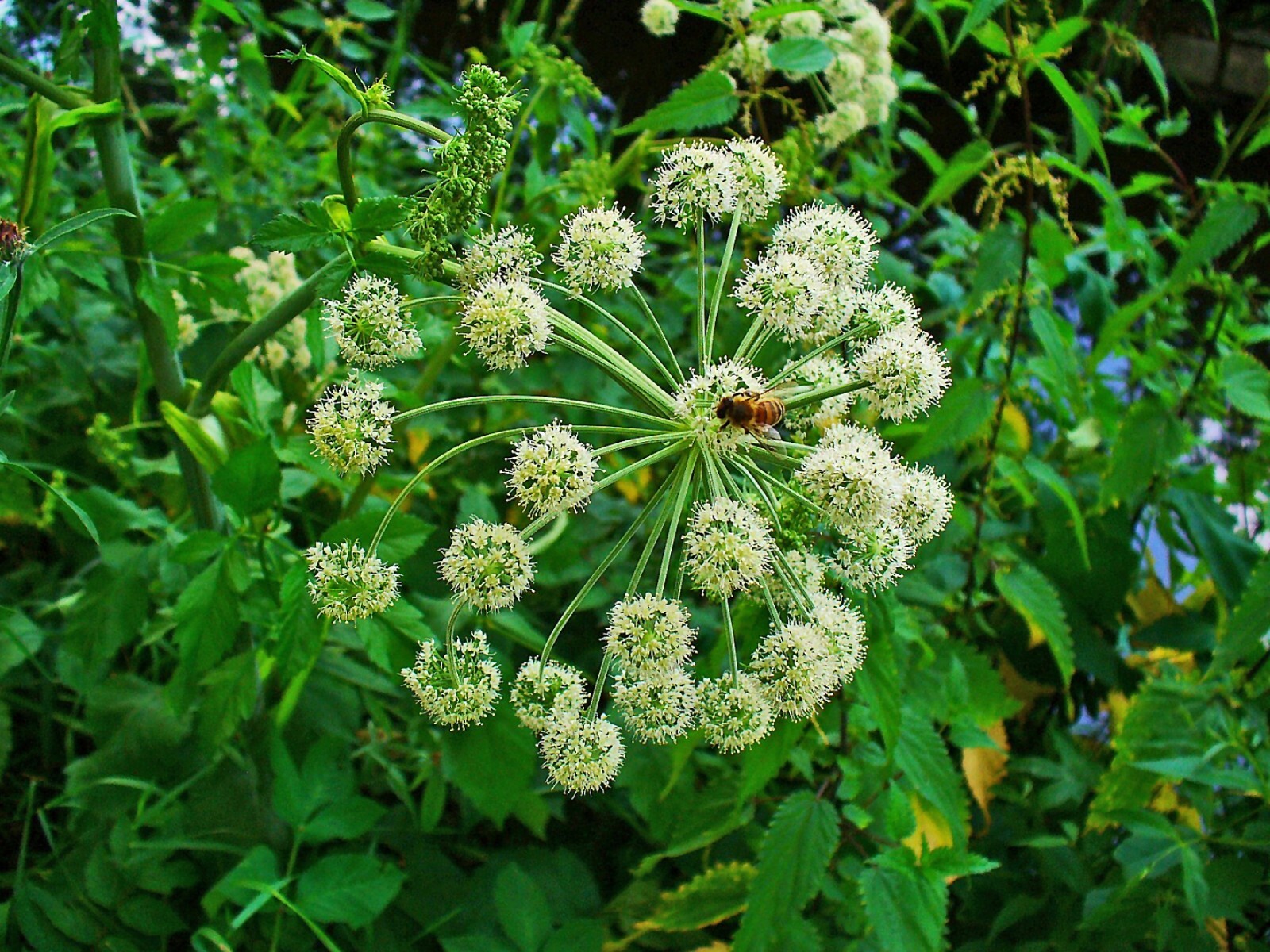 50 Angelica Seeds – Angelica archangelica – Non-GMO Heirloom Seeds