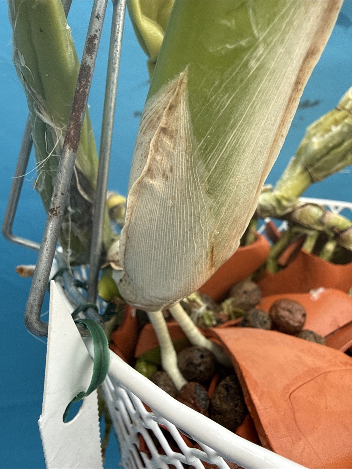 Laelia anceps ‘Constellation’ X ‘Marble Queen’ Orchid Eros SPIKING 9” Basket