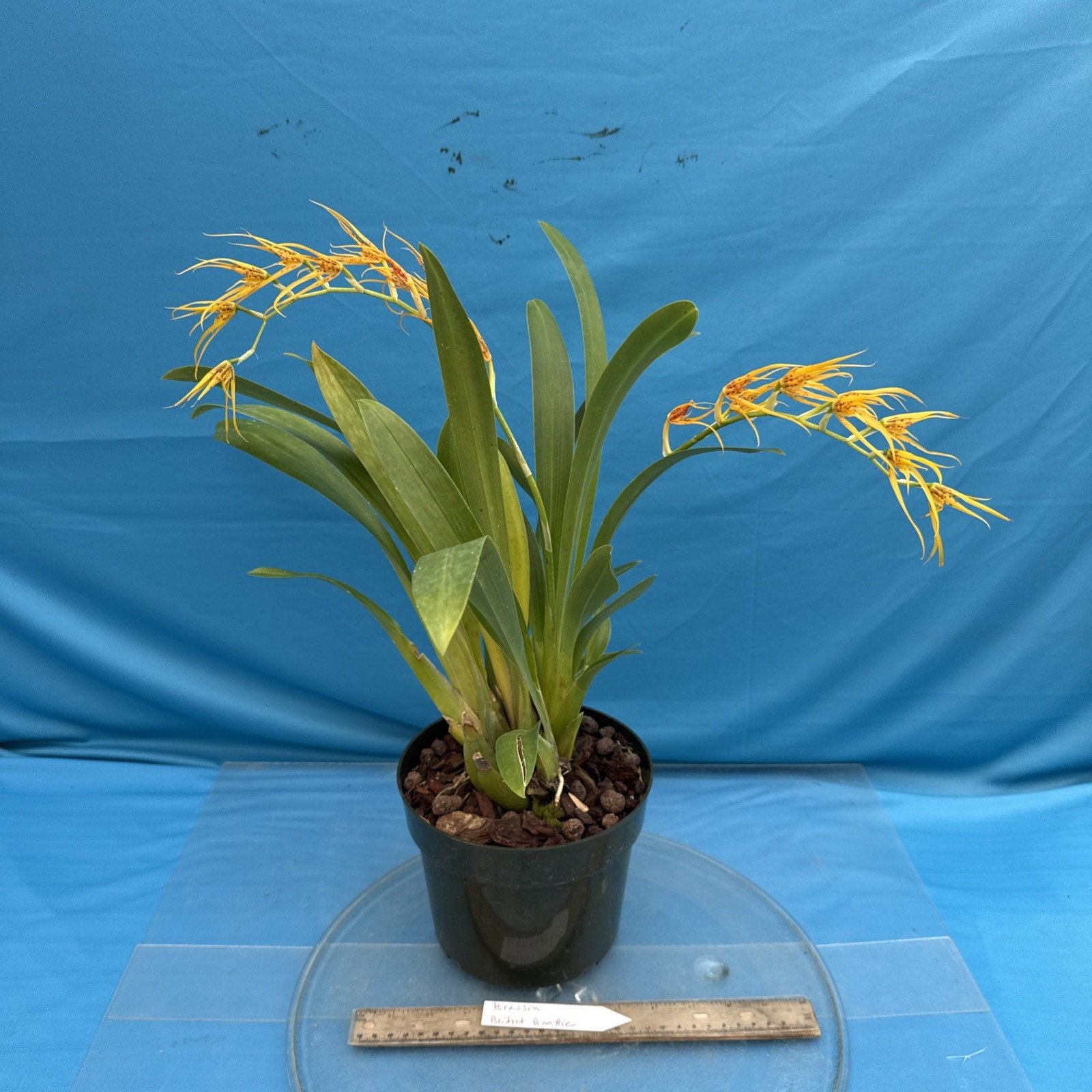 Brassia Bridget Beattie (Brs. aurantiaca x pozoi) Orchid Hybrid 7” Pot (IM40)