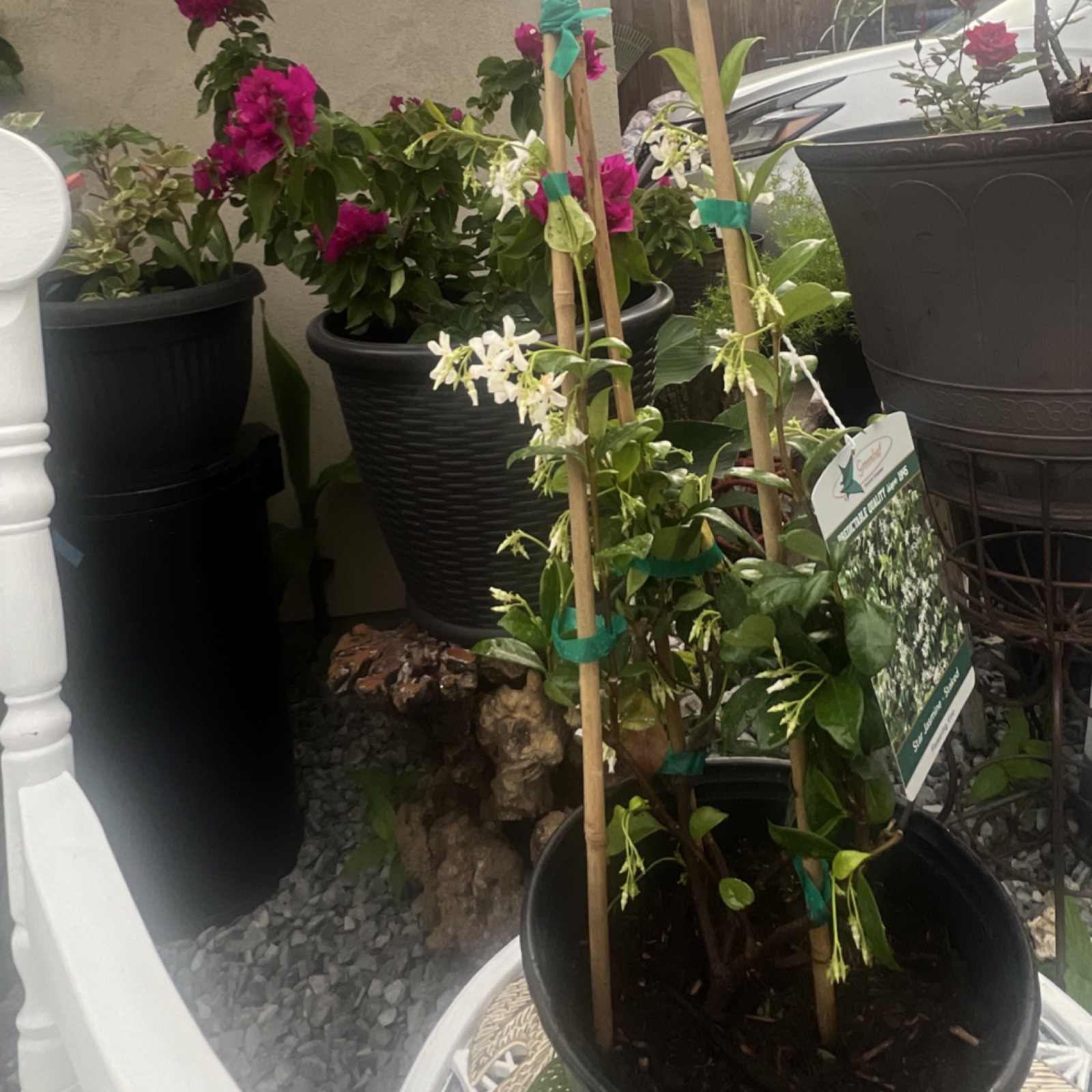 Star Jasmine Flowering Potted Climbing Vine Green White Spring Summer Outdoor