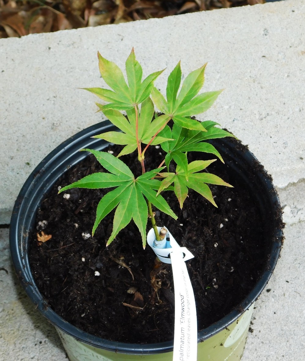 Elmwood Grafted Japanese Maple Plants