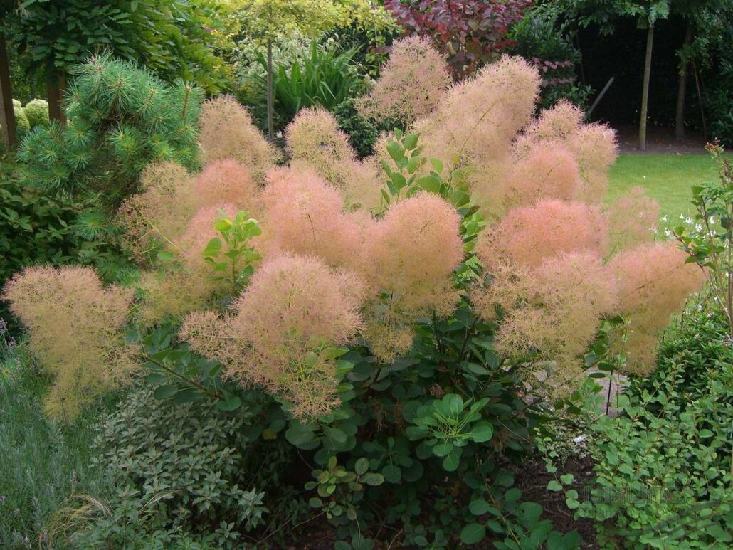 Young Lady Smoke Bush {Cotinus coggygria} 20 PreStratified seeds Free Shipping!