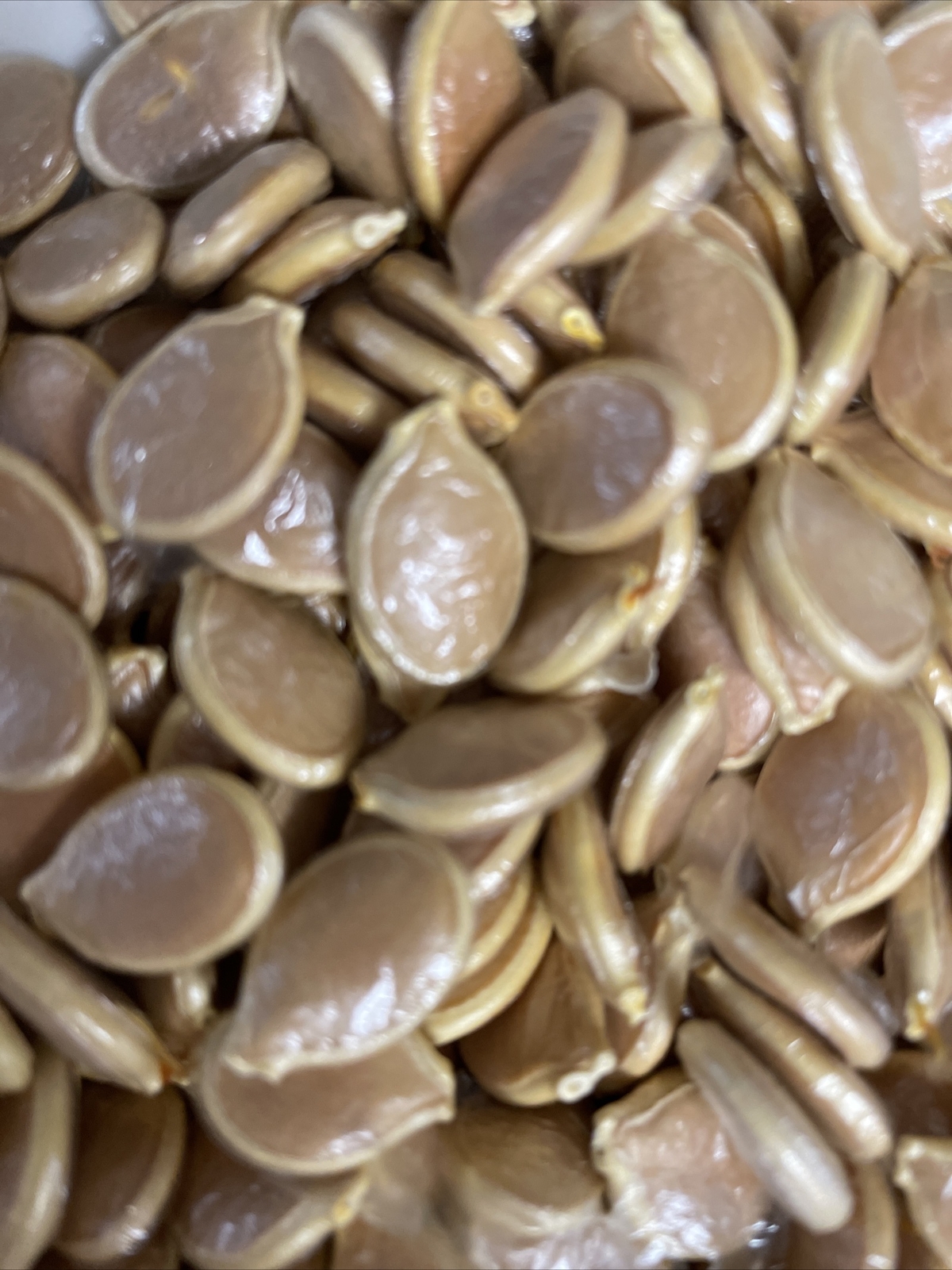 15 Lakota Squash   Japanese Kuri  Pumpkin  Squash  Seeds 2022 fall fresh seeds