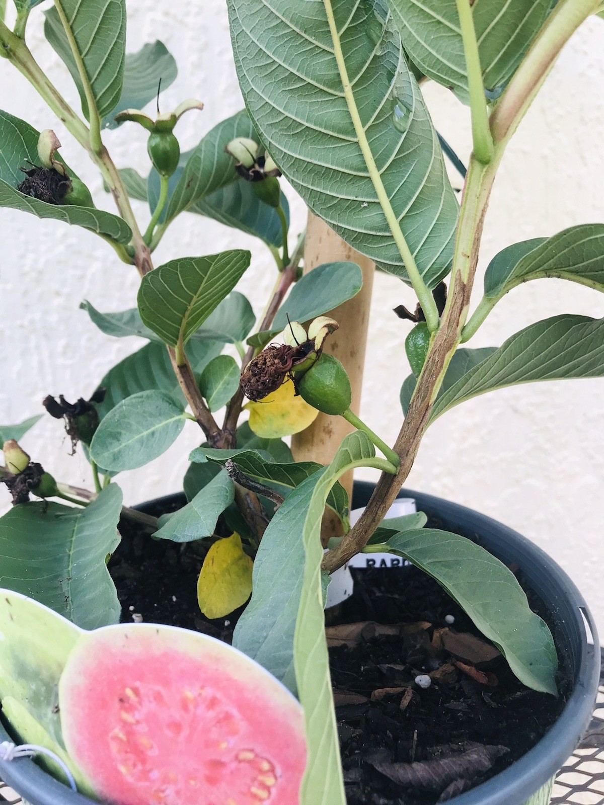 Pink Guava Grafted 2 Year Grow *FRUITING* 20”-24” Tropical Live Tree In 7” Pot