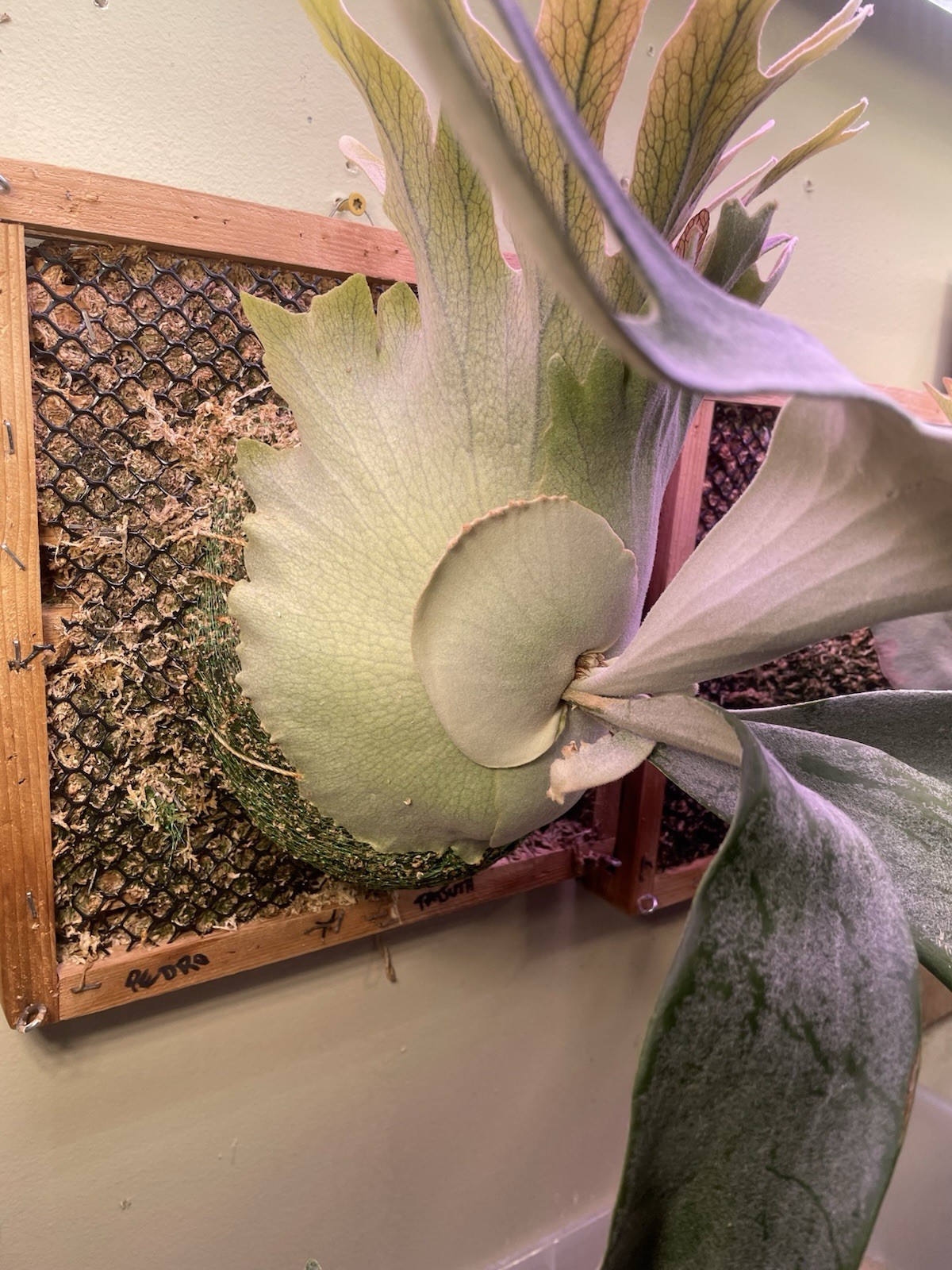 Platycerium Pedro Tatsuta