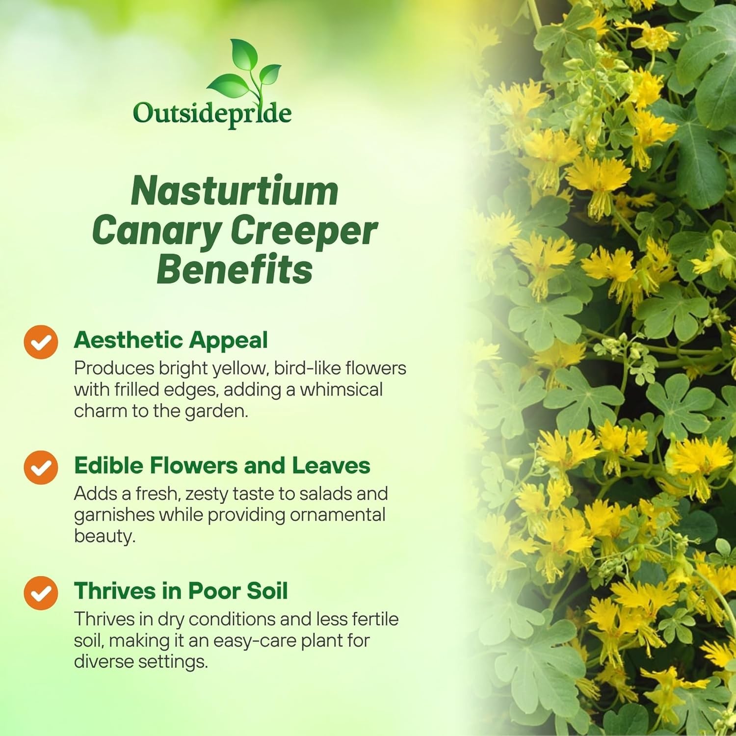 200 Seeds Nasturtium Seeds – Tropaeolum Peregrinum Canary Creeper Flower Seed