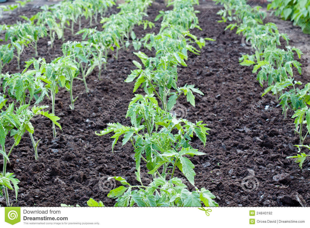 Porter Prolific tomato seeds non-gmo heirloom open pollinated
