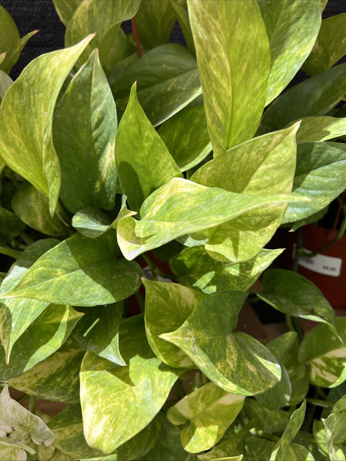 Neon Queen Pothos Epipremnum Aureum Live Plants 4 cuttings/nodes NO ROOTS