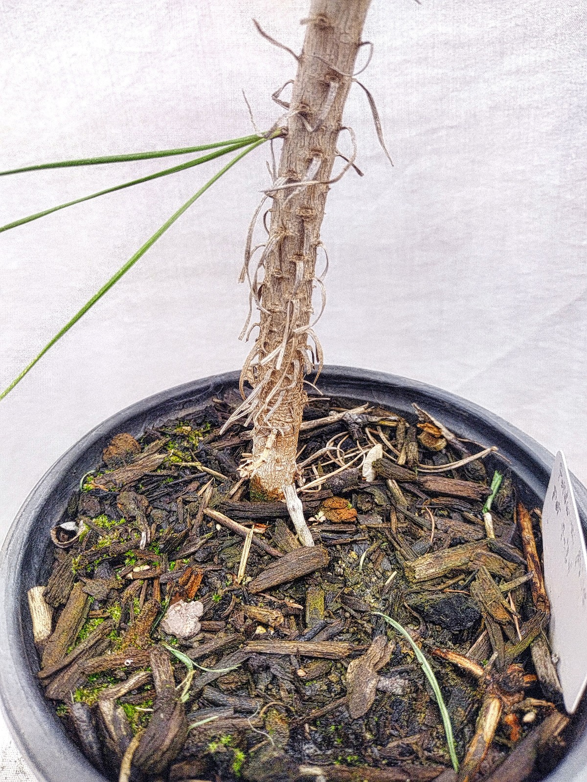 Native Ponderosa Pine Christmas Tree in nursery pot. Pinus.