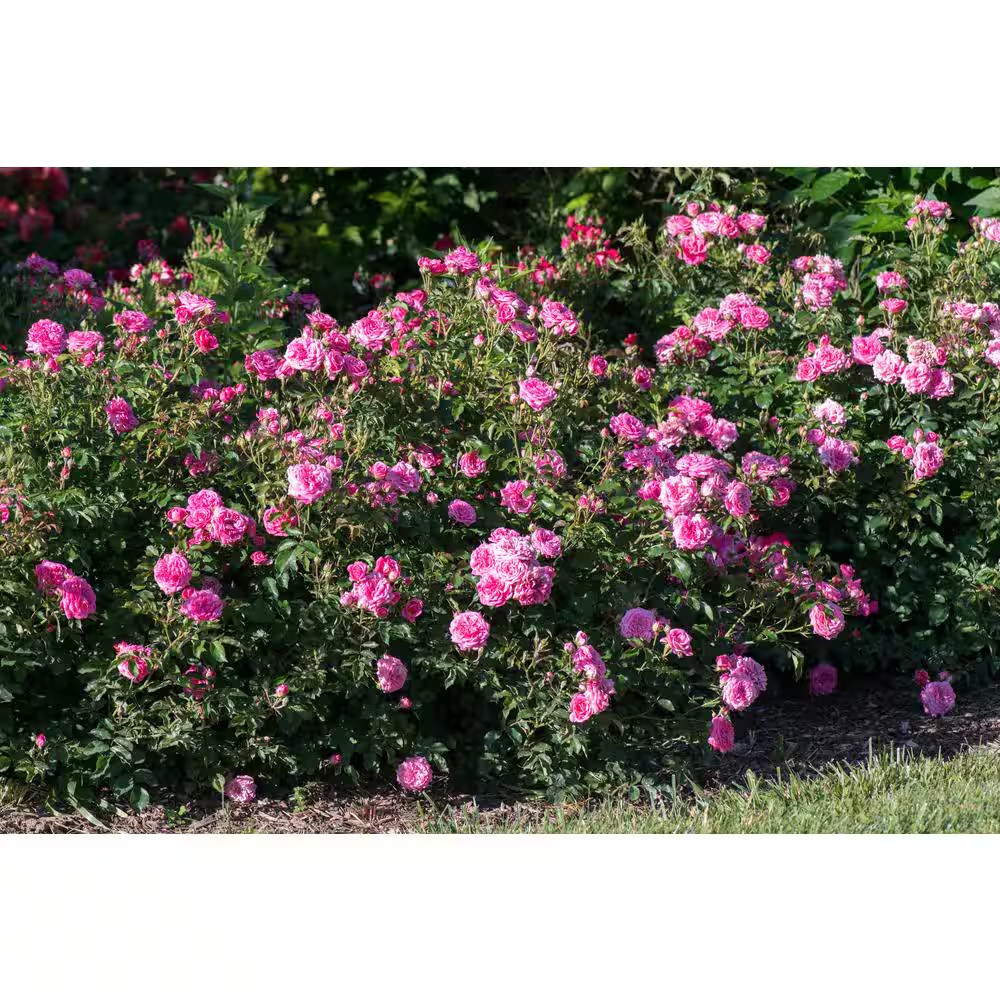 1 Gal. Sweet Drift Rose Bush with Pink Flowers (2-Pack)