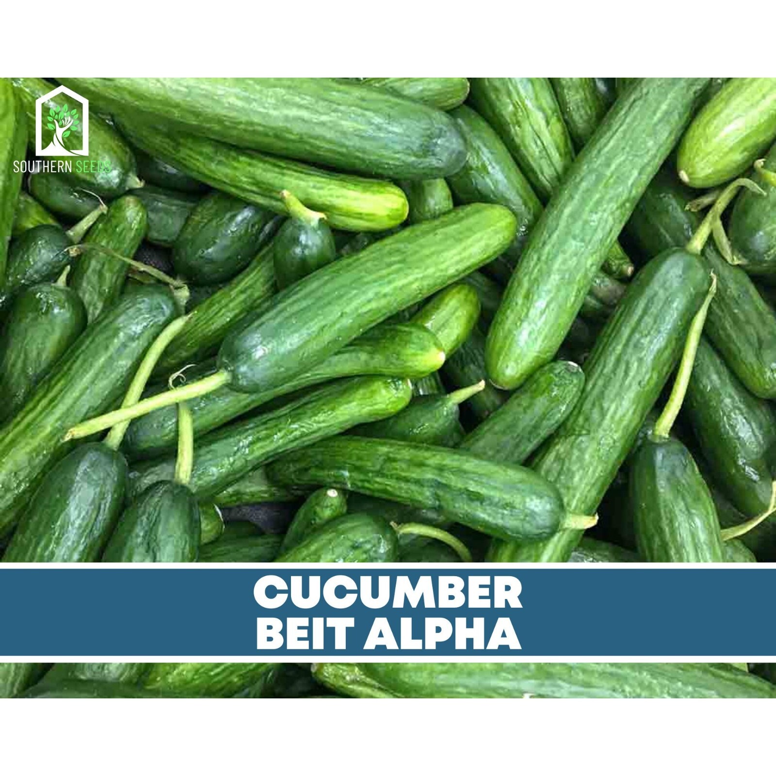Cucumber, Beit Alpha – Heirloom Seeds – NonGMO (Cucumis sativus)