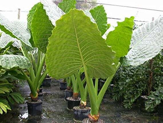 Borneo Giant Alocasia / Elephant Ear / Taro – 1 Gallon Size Plant