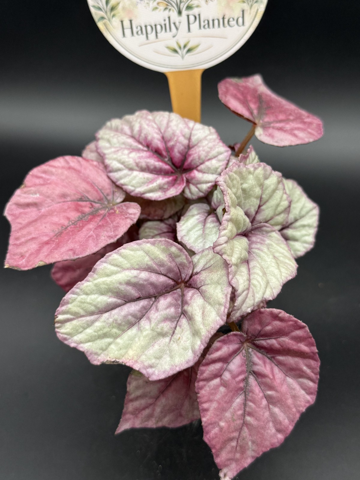 Begonia Inca Flame- 4″ Pot Live Plant – Free Shipping