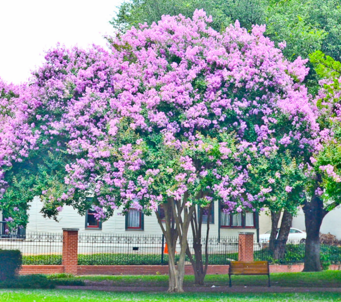 Lagerstroemia fauriei | Crape Myrtle Muskogee | 50_Seeds