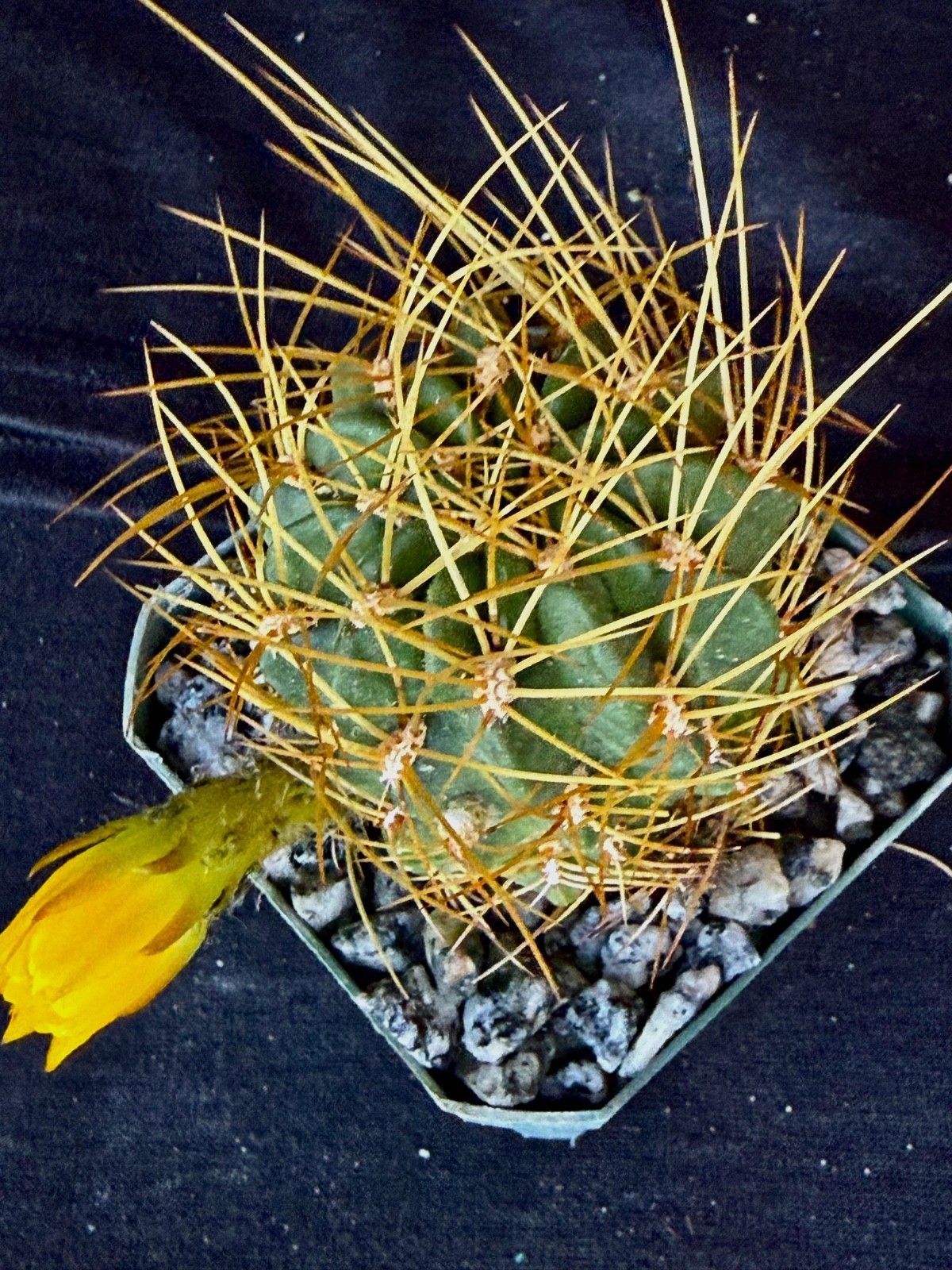 Lobivia maximiliana v.charazanensis, cactus plant