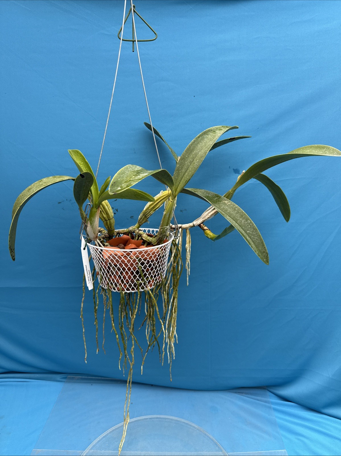 Laelia anceps ‘Constellation’ X ‘Marble Queen’ Orchid Eros SPIKING 9” Basket