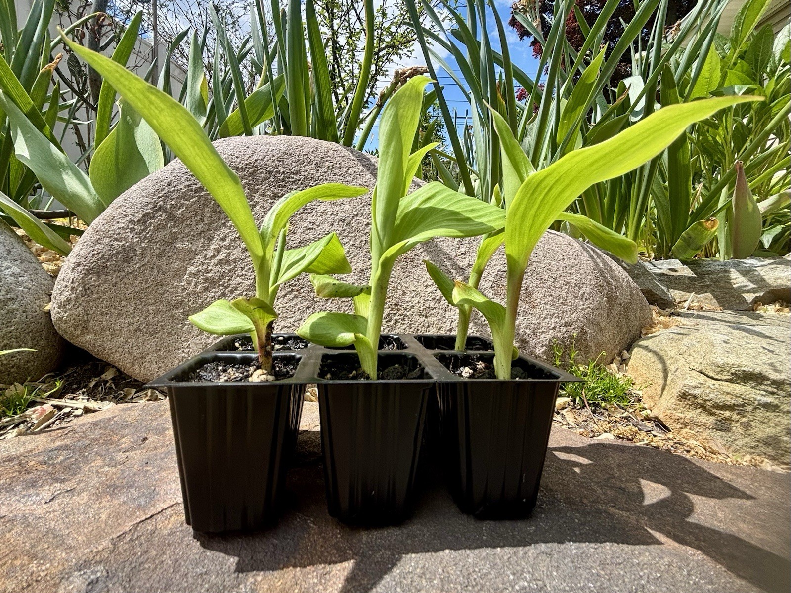 Tropical Garden Starter Baby Canna Lilies 6 Live Plants In Premium Soil Wrapped