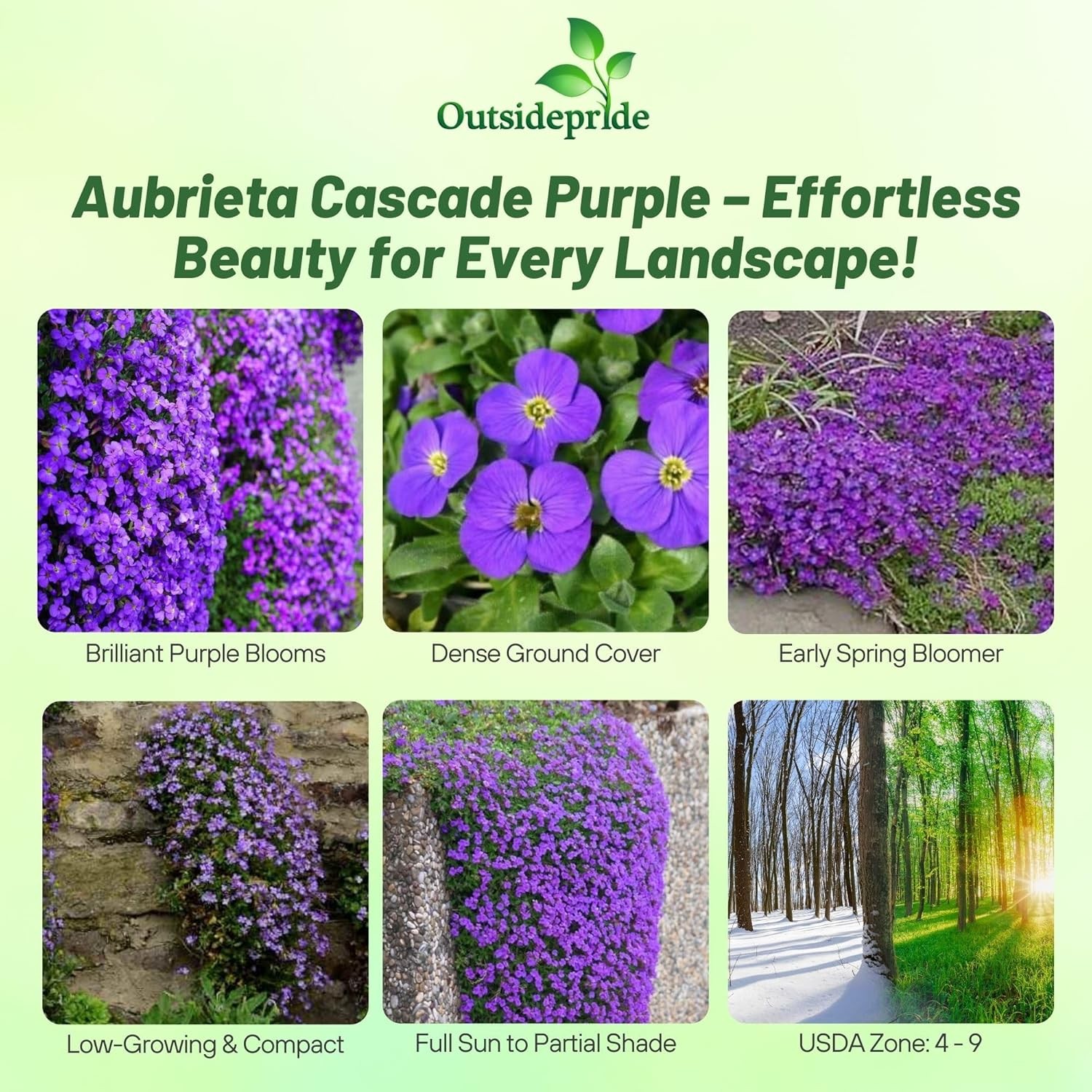 2000 Seeds Purple Cascading Aubrieta Ground Cover Plant Seeds – Rock Cress