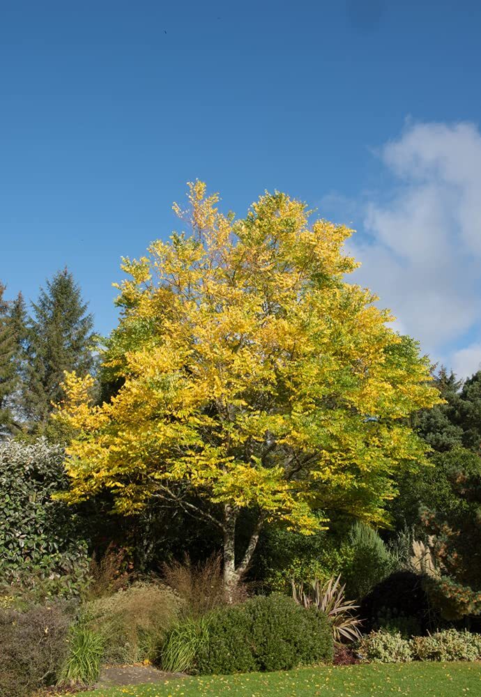 Kentucky Coffee Tree Seeds for Planting – 10 Seeds – Gymnocladus dioicus – Made