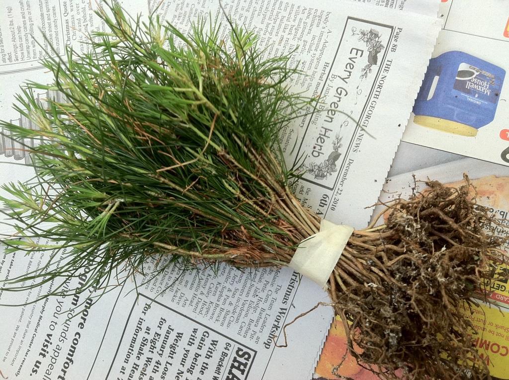 QTY-30 APPALACHIAN MOUNTAIN GROWN WHITE PINE 6″ – 8″ TALL STARTER TREE SEEDLING