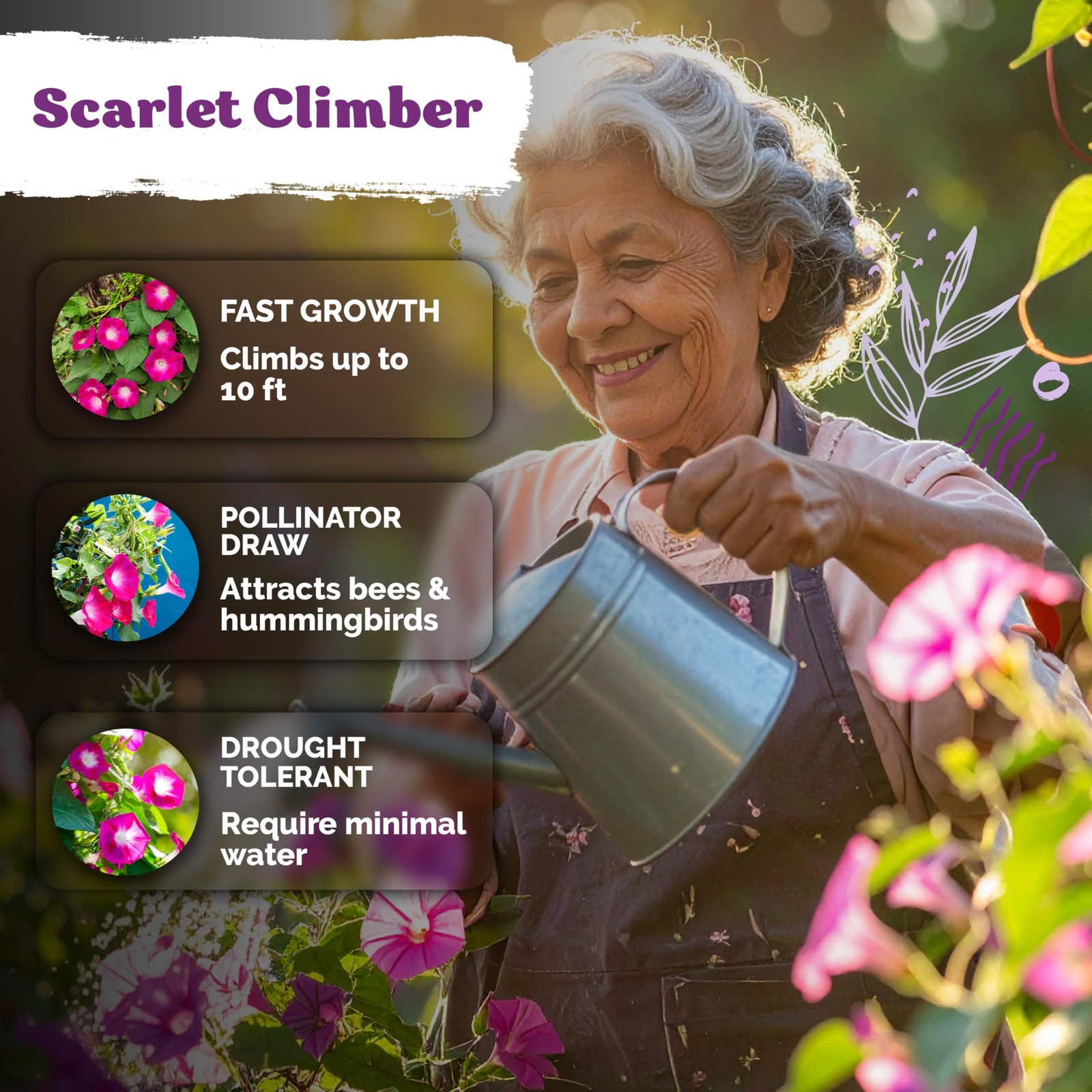 KVITER 150 Scarlett O’Hara Morning Glory Seeds for Planting (Ipomoea nil)