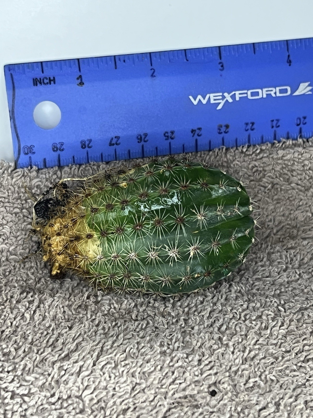 Pink Easter Lily Sea Urchin Barrel Cactus ~ 1 Count